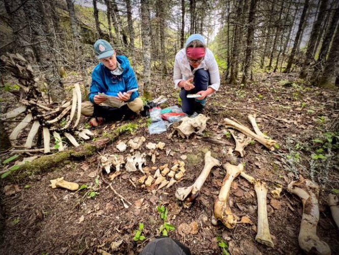 Moosewatchers working at a site on Isle Royale National Park. Studying moose bones can have human health implications as well.