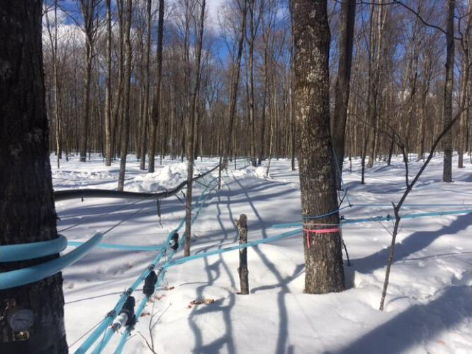 Blue tubing runs through a grove of maple trees to collect sap.
