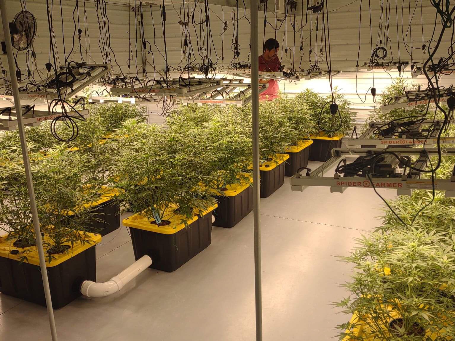 The greenhouse at Munising Cannabis Company, the only cannabis microbusiness in the U.P.