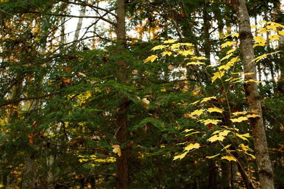 A fall beech. Its leaves with a Hemlock pocket. Hemlock can provide valuable winter cover for animals.
