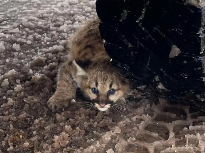 One of the cougar cubs looks for shelter under the wheel of a vehicle.