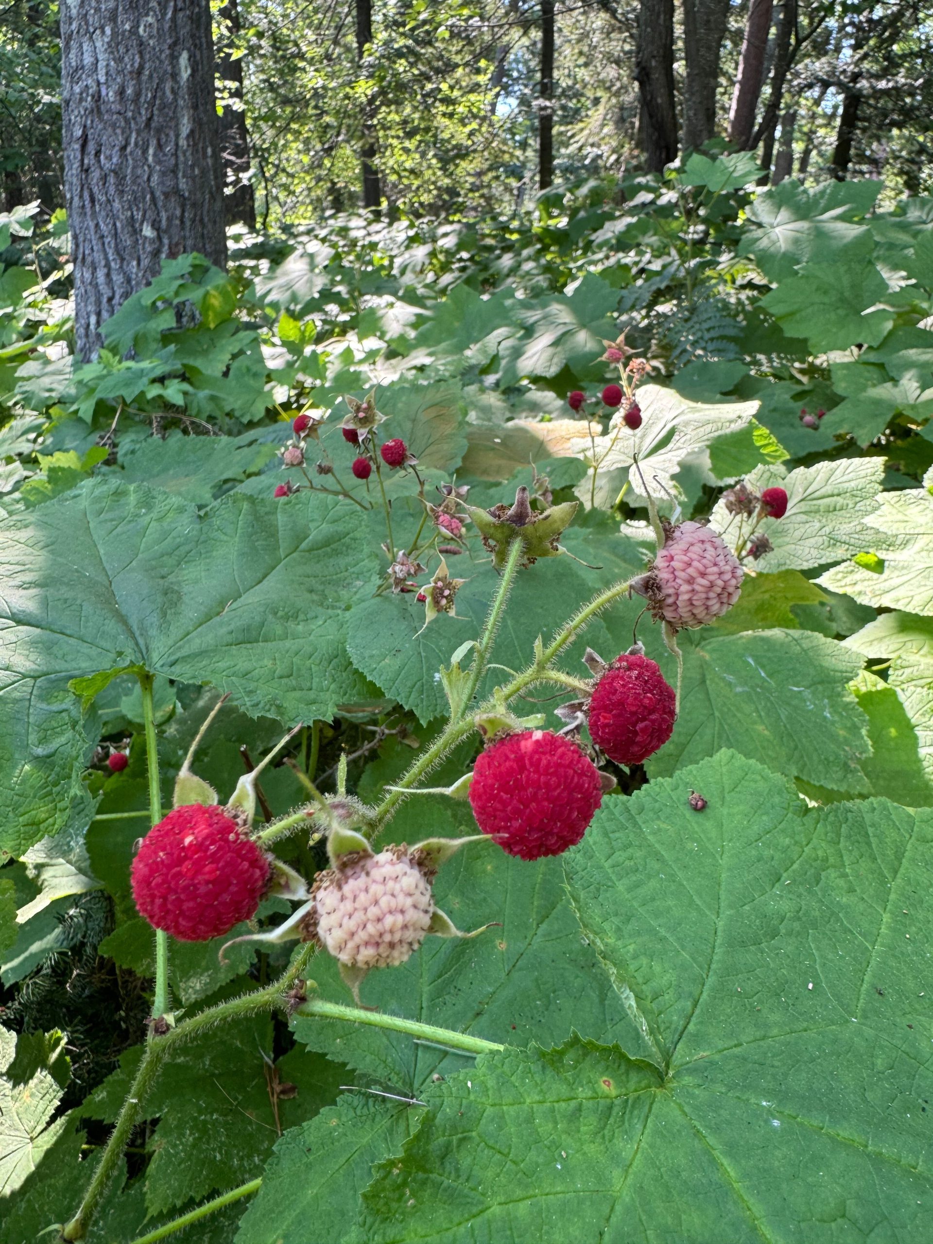 The tiny thimbleberry gets its due with first-ever festival on the ...